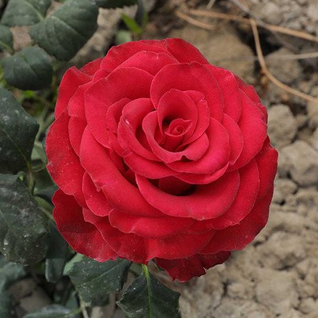 Роза чайно-гибридная Родос Садовита