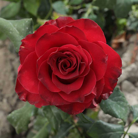 Роза чайно-гибридная Родос Садовита