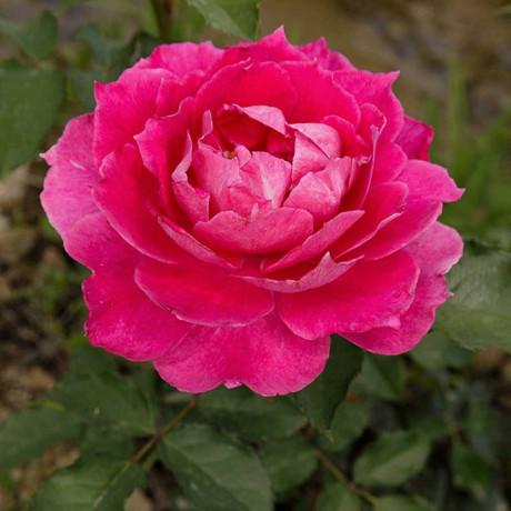 Роза шраб Шахерезада Садовита