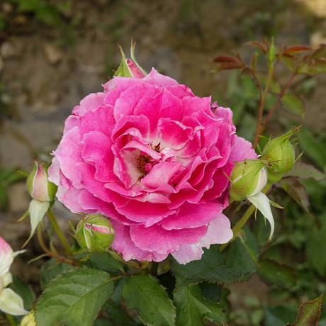 Роза шраб Шахерезада Садовита