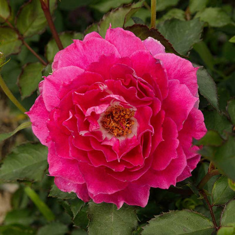 Роза шраб Шахерезада Садовита