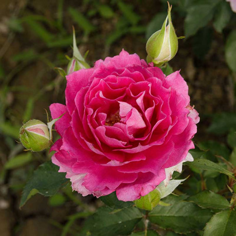 Роза шраб Шахерезада Садовита