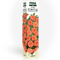 Роза спрей Топ Маркс Садовита