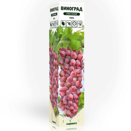 Виноград Кира очень ранний Садовита