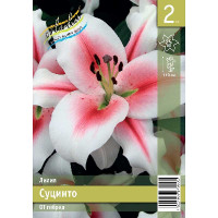 Лилия Суцинто 12/14 2 шт