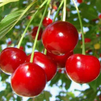 Вишня Быстринка Садовита