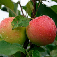 Яблоня Мантет (семенной подвой) Садовита