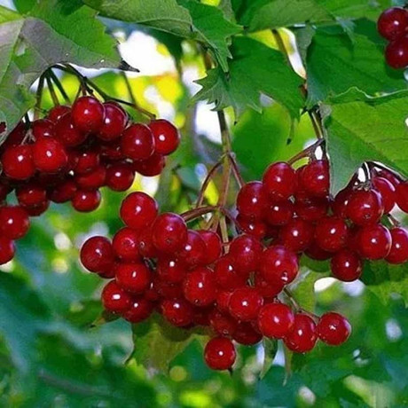 Калина Гранатовый браслет Садовита