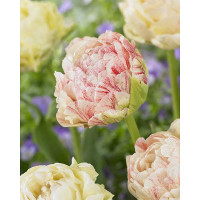 Тюльпан Писте 11/12 2 шт