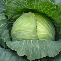 Семена Капуста Рамада Каприс