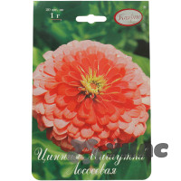 К Циния Мишутка лососевая Каприс