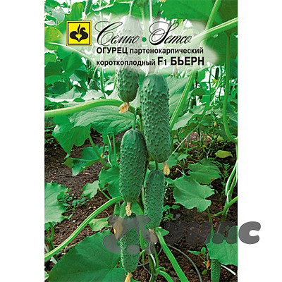 Огурец Бьерн Семко Ц
