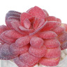 LADECOR Суккулент искусственный, 5х9-11 см, пластик, 3 дизайна