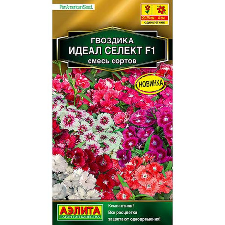 Гвоздика Идеал селект Аэлита Ц