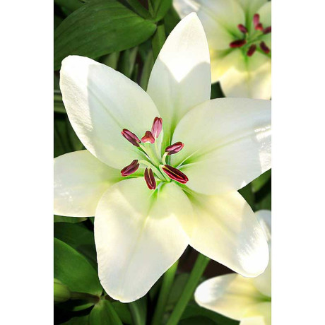 Лилия Йети 12/14 2 шт Садовита