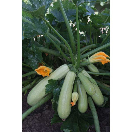 Кабачок Маша Седек Ц