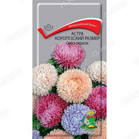 Астра Королевский размер смесь Поиск Ц