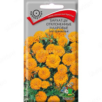 Бархатцы Бой Оранжевые Поиск Ц