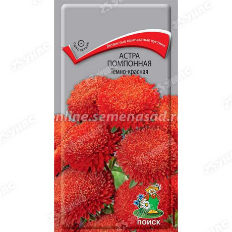 Астра помпонная Темно-красная Поиск Ц