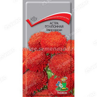 Астра помпонная Темно-красная Поиск Ц