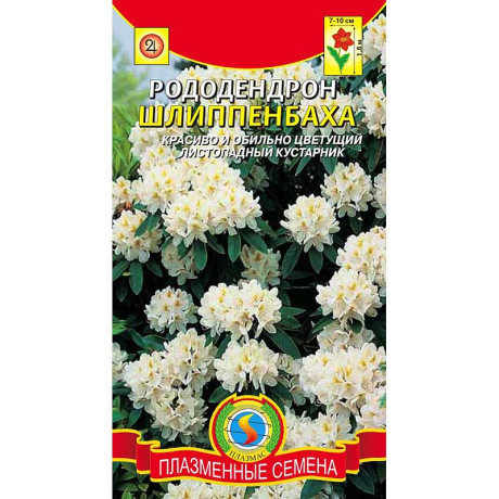 Рододендрон Шлиппенбаха Плазма Ц
