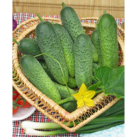 Огурец Борис Седек Ц