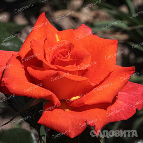 Роза чайно-гибридная Моника Садовита