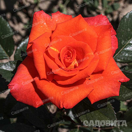 Роза чайно-гибридная Моника Садовита