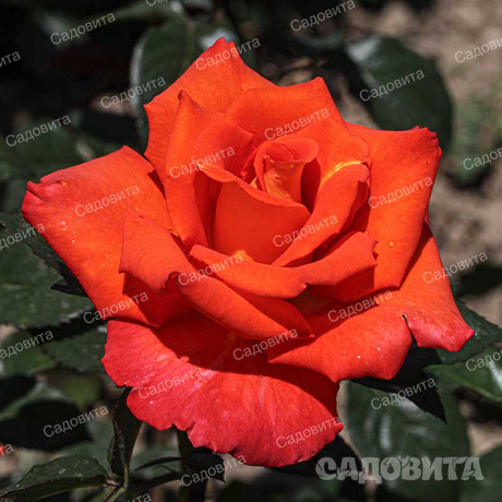 Роза чайно-гибридная Моника Садовита