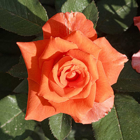 Роза чайно-гибридная Моника Садовита