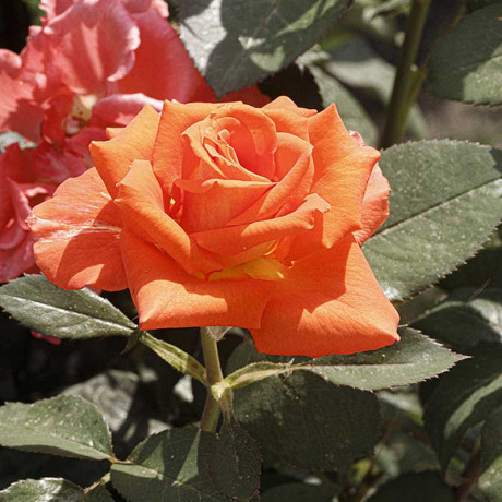 Роза чайно-гибридная Моника Садовита