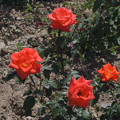 Роза чайно-гибридная Моника Садовита