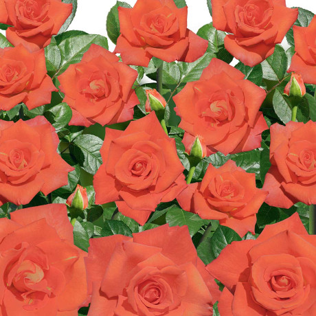 Роза чайно-гибридная Моника Садовита