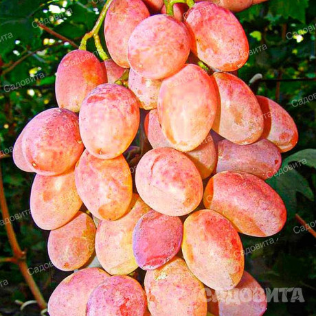 Виноград Румба очень ранний Садовита