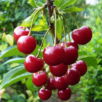 Вишня Ливенская Садовита