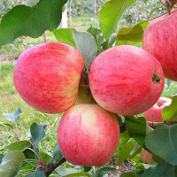 Яблоня Медуница (семенной подвой) Садовита