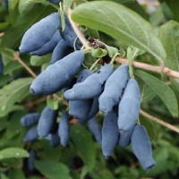 Жимолость Лакомка Садовита