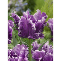 Тюльпан Мистериос Пэррот 11/12 2 шт