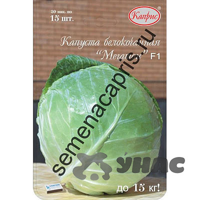 Капуста Мегатон (Нидерланды) Каприс