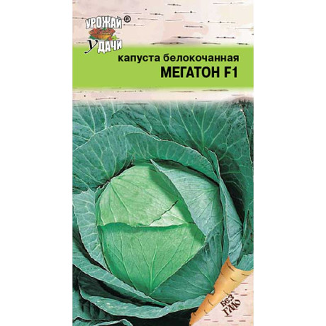 Капуста Мегатон Урожай у дачи Ц