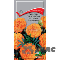 Бархатцы Петит Оранжевые отклонен махр Поиск Ц