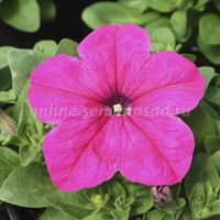 Петуния Суперкаскад Роуз Поиск Ц