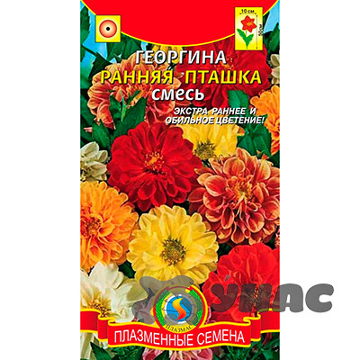 Георгин Ранняя пташка Плазма Ц