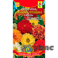 Георгин Ранняя пташка Плазма Ц