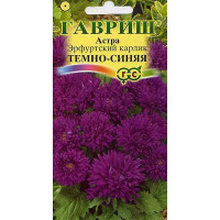 Астра Эрф карлик Темно-синяя Гавриш Ц