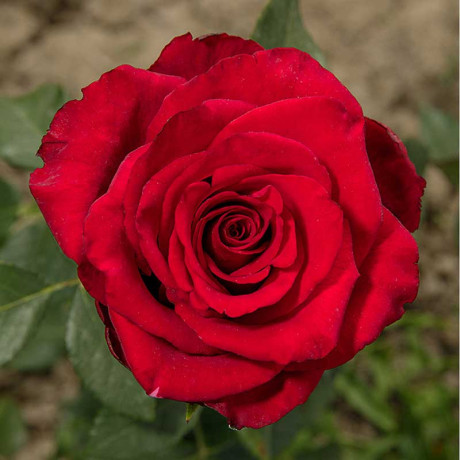 Роза чайно-гибридная Гладиатор Садовита