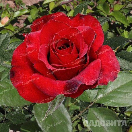 Роза чайно-гибридная Гладиатор Садовита