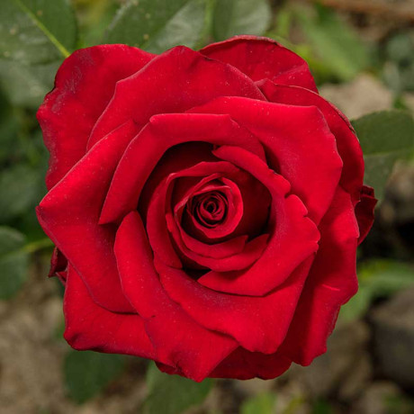 Роза чайно-гибридная Гладиатор Садовита