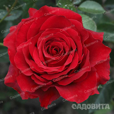 Роза чайно-гибридная Гладиатор Садовита