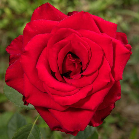 Роза чайно-гибридная Гладиатор Садовита